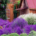 芳香微胶囊整理剂_封面