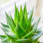 芦荟护肤整理剂_封面